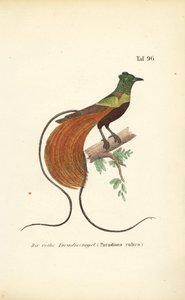 A ave vermelha do paraíso de J. W. Tenhaeff