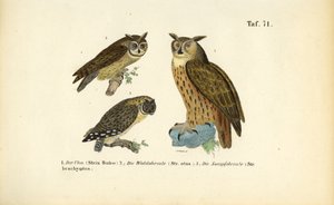 Três espécies de corujas com tufos auriculares de J. W. Tenhaeff