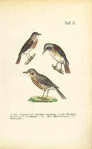 Três espécies de tordos de J. W. Tenhaeff