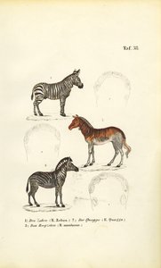 Três espécies de zebra de J. W. Tenhaeff