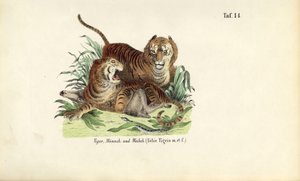 Tigres, machos e fêmeas de J. W. Tenhaeff