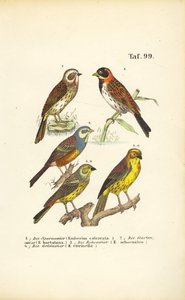 Várias espécies de búteos de J. W. Tenhaeff