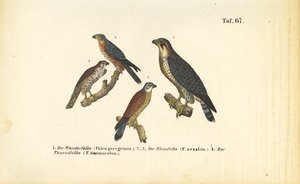 Várias espécies de falcões de J. W. Tenhaeff