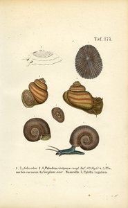 Vários caracóis de água doce e lapas de J. W. Tenhaeff