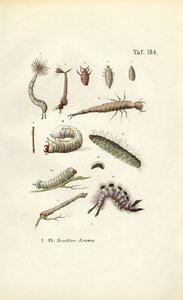 Larvas de vários insectos e sua morfologia de J. W. Tenhaeff