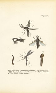 Vários mosquitos e mosquitos com as suas fases de desenvolvimento de J. W. Tenhaeff
