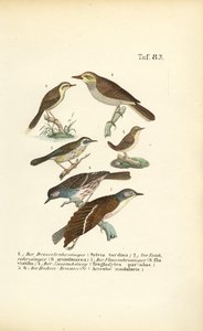 Várias toutinegras-dos-caniços e galinholas de J. W. Tenhaeff