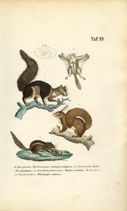 Várias espécies de esquilos de J. W. Tenhaeff