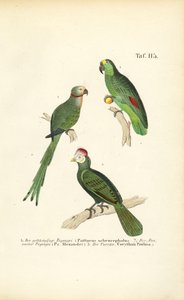 Várias espécies de papagaios tropicais de J. W. Tenhaeff