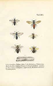 Várias espécies de abelhas selvagens da Europa Central de J. W. Tenhaeff