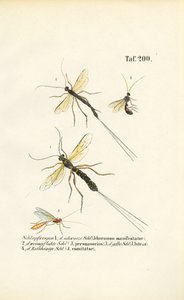 Várias espécies de vespas ichneumon de J. W. Tenhaeff