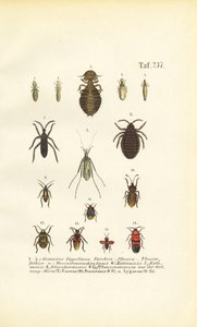 Vários parasitas e insectos verdadeiros de J. W. Tenhaeff