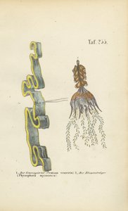 Cinta de Vénus e Erva de Bexiga de J. W. Tenhaeff