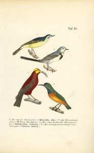Rabos-de-burro e aves exóticas de J. W. Tenhaeff