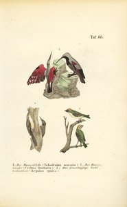 Trepadeira de parede, trepadeira de árvore e corta-fogo de J. W. Tenhaeff