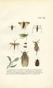 Insectos aquáticos e outros insectos de J. W. Tenhaeff