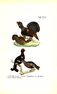 Tetraz e galo silvestre de J. W. Tenhaeff