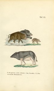 Javalis e porcos domésticos de J. W. Tenhaeff