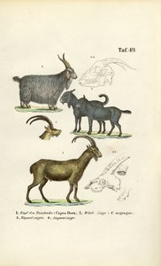Cabras selvagens e espécies de cabras com pormenores anatómicos