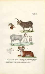 Ovinos selvagens e suas variedades de J. W. Tenhaeff