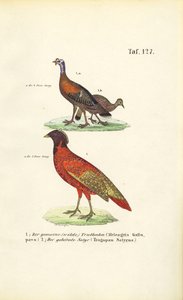 Peru Selvagem e Sátiro Tragopan de J. W. Tenhaeff