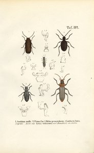 Escaravelhos xilófagos e escaravelhos com relevância médica de J. W. Tenhaeff