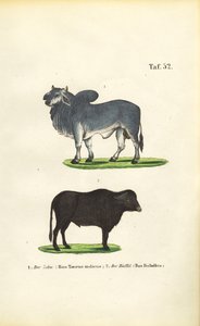 Zebu e búfalo de J. W. Tenhaeff