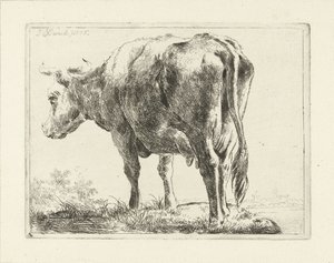 vaca em pé