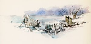 Pacote de lobos, de Call of Wild, romance de aventura de Jack London (1876-1916), desenho de Jack London