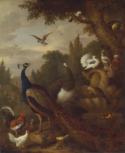 Pavão, peahen, papagaios, canários e outras aves num parque de Jacob Bogdani