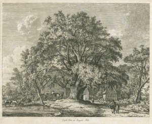 Blithfield - Wych Elm: gravura, 1825 de Jacob George Strutt