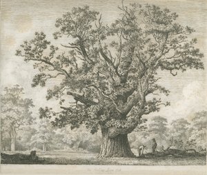 Needwood - Swilcar Oak: gravura, nd [c 1820-1850] de Jacob George Strutt