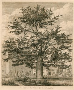 O cedro no jardim do palácio em Enfield, Middlesex de Jacob George Strutt