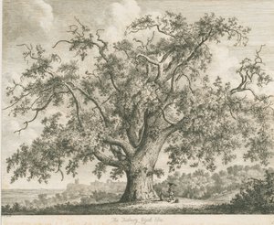 Tutbury - "Wych Elm": gravura, nd [c 1820] de Jacob George Strutt