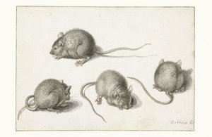 Quatro estudos de um rato doente