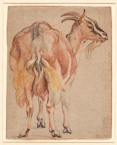 Cabra, c.1657 (giz e lavado com branco) de Jacob Jordaens