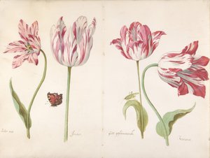 Quatro tulipas: Butter Man Butter Man, Joncker Nobleman, Great Plumaceous..., C. 1635-45.