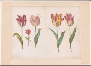 Folha de um livro da Tulipa
Quatro tulipas com insectos e uma flor mais pequena
Conjunto de folhas dobradas marcadas em ambos os lados com túlipas (título da série)