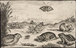 Pequenos animais e insetos: Gafanhoto, borboleta, ratazana, perdiz, abelha, caracol, toupeira e sapo. de Jacob Matham
