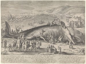 Baleia encalhada perto de Berckhey, 1598