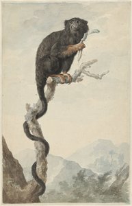 Um Tamarin de mãos vermelhas de Jacob Perkois