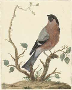 Goldfinch de Jacob Perkois