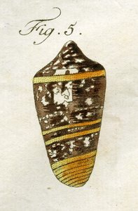 Ilustração do Conus Ammiralis (subespécie Summus), 1790 (gravura colorida à mão)