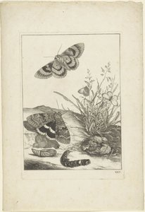 Borboletas, lagarta e casulo de Jacob l