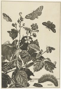 Rosa selvagem com lagartas e borboletas de Jacob l