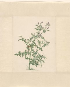 Planta com flores de Jacob van Eynden (II)