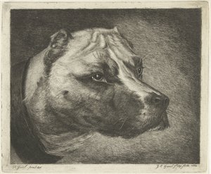 Cabeça de cão com coleira de Jacobus Cornelis Gaal