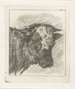 Cabeça de uma vaca com carenagem branca de Jacobus Cornelis Gaal