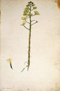 Flor de planta do século (Agave americana) por Jacopo Ligozzi