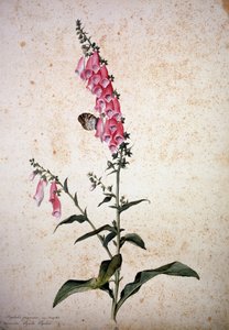 Herbário: Digitalis purpurea com Papilio paphia